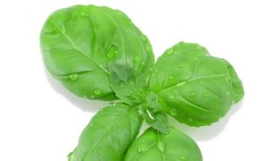 BAZYLIA 1 kg